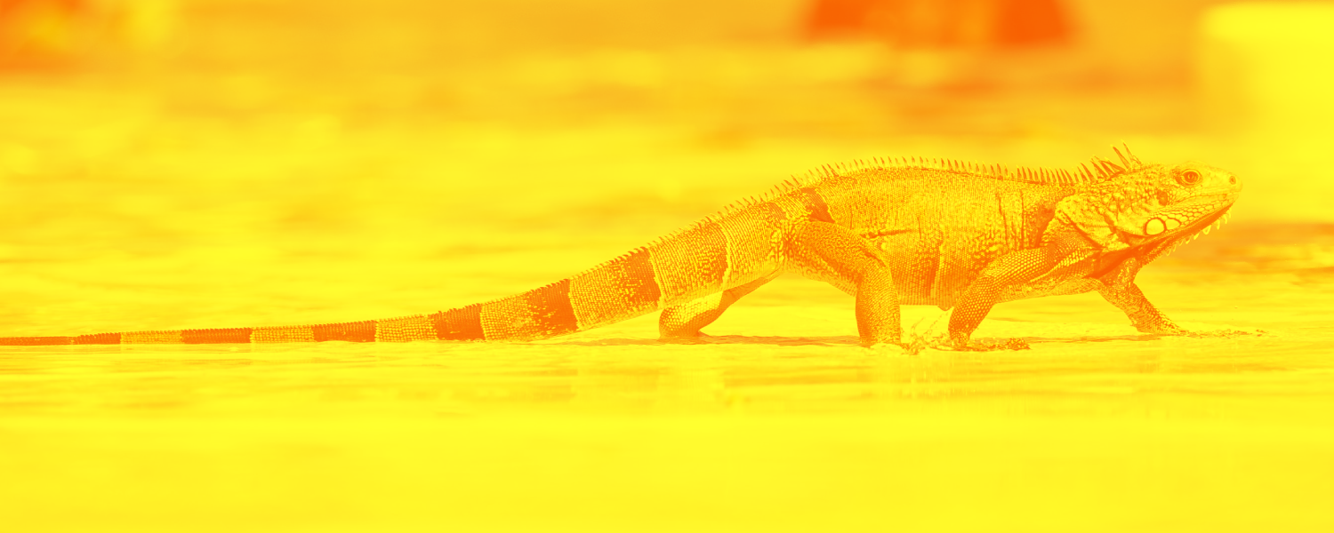 SEO KEYWORDS - long-tail